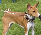 Dogobundi Basenji Th. Ernst (51)